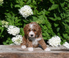 F1B Cavapoo For Sale Millersburg OH Male-Pat