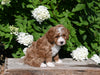 F1B Cavapoo For Sale Millersburg OH Male-Pat