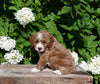 F1B Cavapoo For Sale Millersburg OH Male-Pat