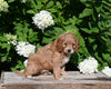 F1B Cavapoo For Sale Millersburg OH Male-Pal