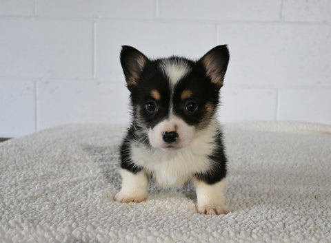 AKC Registered Welsh Corgi For Sale Millersburg OH Male-Freddie