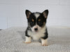 AKC Registered Welsh Corgi For Sale Millersburg OH Male-Freddie