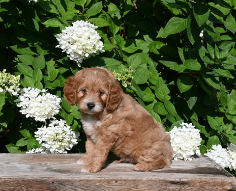 F1B Cavapoo For Sale Millersburg OH Male-Pal