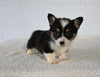 AKC Registered Welsh Corgi For Sale Millersburg OH Male-Freddie