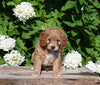 F1B Cavapoo For Sale Millersburg OH Male-Pal