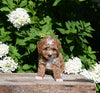 F1B Cavapoo For Sale Millersburg OH Male-Piper