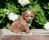 F1B Cavapoo For Sale Millersburg OH Male-Piper