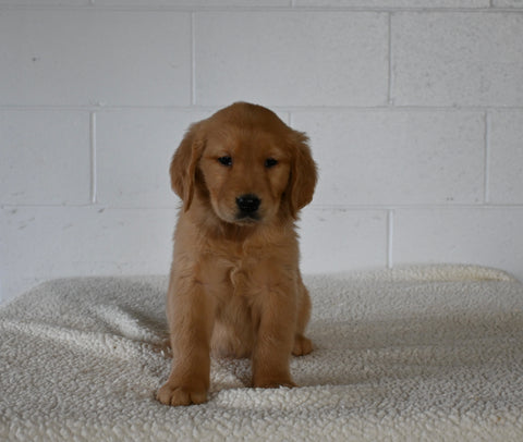 AKC Registered Golden Retriever For Sale Millersburg OH Female-Amelia
