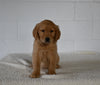 AKC Registered Golden Retriever For Sale Millersburg OH Female-Amelia
