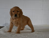 AKC Registered Golden Retriever For Sale Millersburg OH Female-Amelia