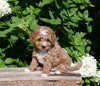 F1B Cavapoo For Sale Millersburg OH Male-Piper
