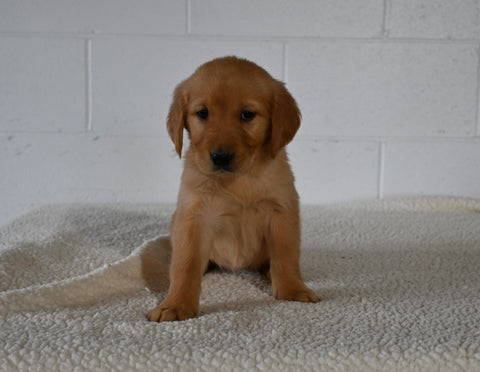 AKC Registered Golden Retriever For Sale Millersburg OH Female-Bailey