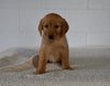 AKC Registered Golden Retriever For Sale Millersburg OH Female-Bailey