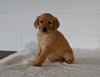 AKC Registered Golden Retriever For Sale Millersburg OH Female-Bailey