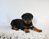 AKC Registered Rottweiler For Sale Fredericksburg OH Female-Molly