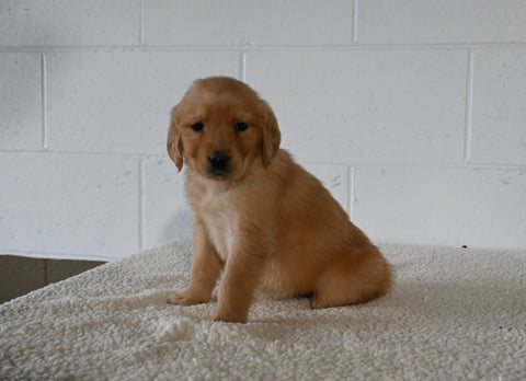 AKC Registered Golden Retriever For Sale Millersburg OH Female-Connie