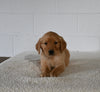 AKC Registered Golden Retriever For Sale Millersburg OH Female-Daisy