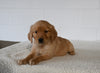 AKC Registered Golden Retriever For Sale Millersburg OH Female-Daisy