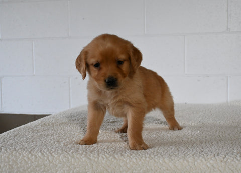 AKC Registered Golden Retriever For Sale Millersburg OH Female-Eva