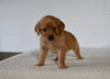 AKC Registered Golden Retriever For Sale Millersburg OH Female-Eva