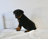 AKC Registered Rottweiler For Sale Fredericksburg OH Female-Sadie