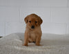 AKC Registered Golden Retriever For Sale Millersburg OH Female-Eva