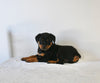 AKC Registered Rottweiler For Sale Fredericksburg OH Female-Angel