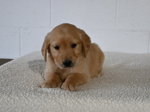 AKC Registered Golden Retriever For Sale Millersburg OH Female-Faye