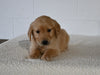 AKC Registered Golden Retriever For Sale Millersburg OH Female-Faye