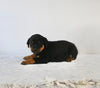 AKC Registered Rottweiler For Sale Fredericksburg oH Male-Oliver