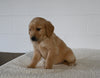 AKC Registered Golden Retriever For Sale Millersburg OH Female-Faye