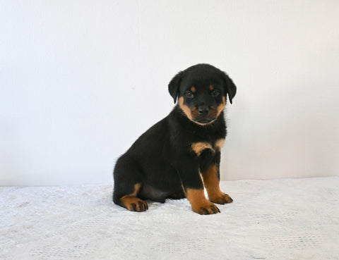 AKC Registered Rottweiler For Sale Fredericksburg oH Male-Oliver