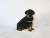AKC Registered Rottweiler For Sale Fredericksburg oH Male-Oliver