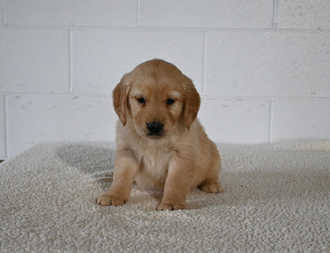 AKC Registered Golden Retriever For Sale Millersburg OH Female-Grace