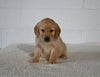 AKC Registered Golden Retriever For Sale Millersburg OH Female-Grace