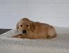 AKC Registered Golden Retriever For Sale Millersburg OH Female-Grace