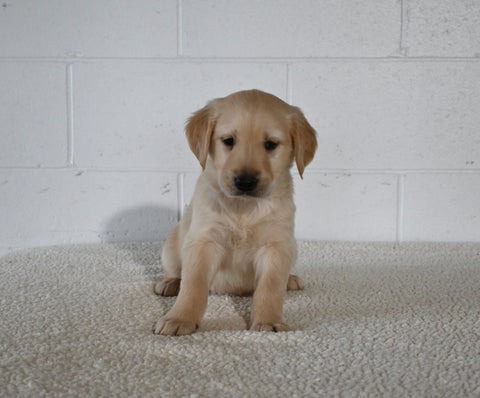 AKC Registered Golden Retriever For Sale Millersburg OH Female-Holly