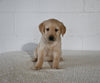 AKC Registered Golden Retriever For Sale Millersburg OH Female-Holly