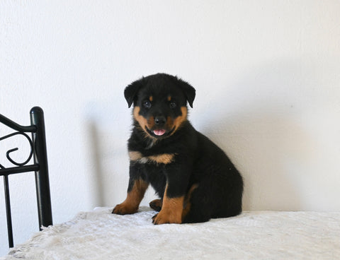 AKC Registered Rottweiler For Sale Fredericksburg OH Male-Apollo