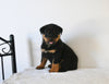 AKC Registered Rottweiler For Sale Fredericksburg OH Male-Apollo