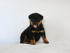 AKC Registered Rottweiler For Sale Fredericksburg OH Male-Apollo