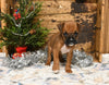 AKC Registered Boxer For Sale Fredericksburg OH Female-Kora