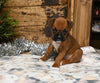 AKC Registered Boxer For Sale Fredericksburg OH Female-Kora