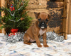 AKC Registered Boxer For Sale Fredericksburg OH Female-Kora