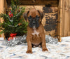 AKC Registered Boxer For Sale Fredericksburg OH Male-Keegan