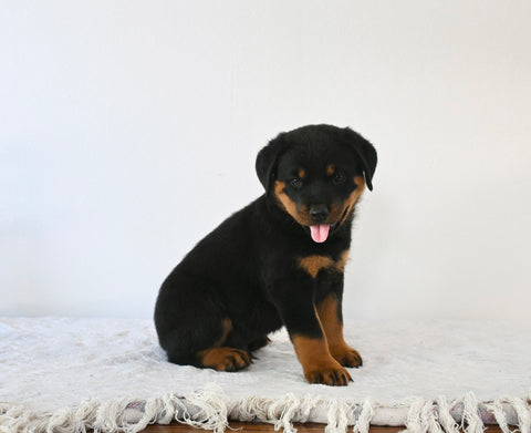 AKC Registered Rottweiler For Sale Fredericksburg OH Male-King