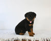 AKC Registered Rottweiler For Sale Fredericksburg OH Male-King