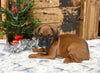 AKC Registered Boxer For Sale Fredericksburg OH Male-Keegan