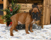AKC Registered Boxer For Sale Fredericksburg OH Male-Keegan