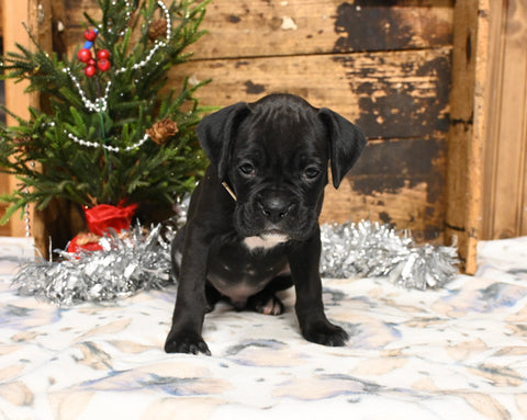 AKC Registered Boxer For Sale Fredericksburg OH Male-Kirk